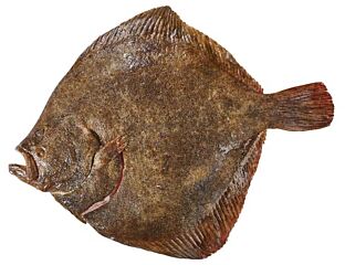 Tarbot 400-500 Met Vel