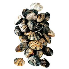 Vongole Xl 1 Kg