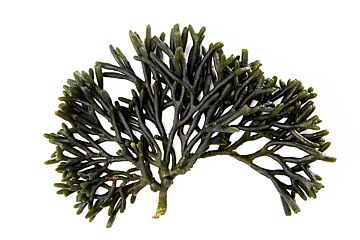  Codium 1 Kg