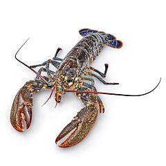  Kreeft Canadees 3-4 Wild Canner