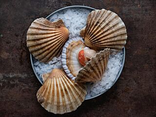  Coquilles Schots 10/20