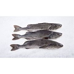  Black Cod H/G 5-7 Ds 22.68 Kg Diepvries
