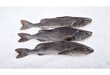  Black Cod H/G 5-7 Ds 22.68 Kg Diepvries