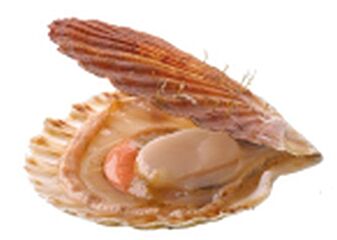 Coquilles Japan U10 1 Kg Diepvries