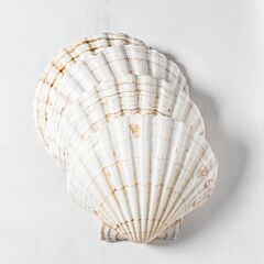 Coquilles Lege Schelp