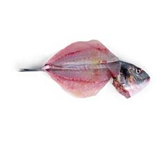  Dorade Royal 400-600Butterfly M Kop
