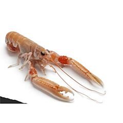  Langoustines 08/12 Diepvries