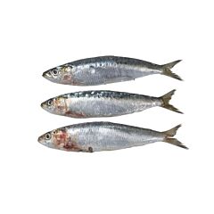  Sardine Heel (1Kg)  Iqf Diepvries