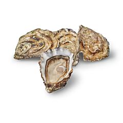  Oesters Creuses Zeeuws Krijn Nr 3