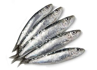  Sardines Bretons