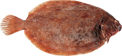  Tongschar 2 300-500 Met Vel