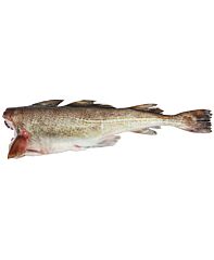  Kabeljauw 4 Gestript Zonder Kop Ca 4000 Gram