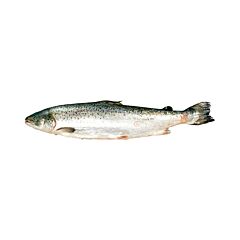 Zalm 4-5 Gestript Geschubd