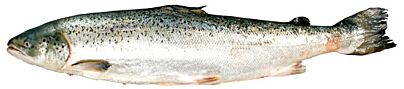 Zalm 5-6 Gestript Geschubd