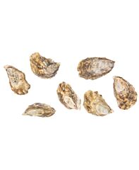  Oesters Gillardeau Nr 3