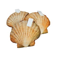 Coquilles In De Schelp