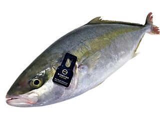  Kingfish Dutch Yt 1-2 Gestript