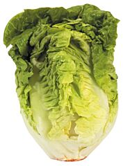 Little Gem Per Pakje