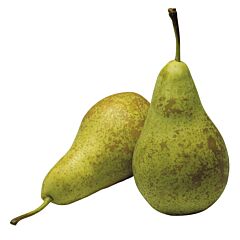 Conference Peren Kist