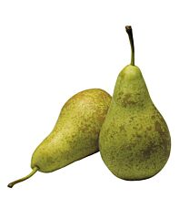 Conference  Peren Ca 1 Kg