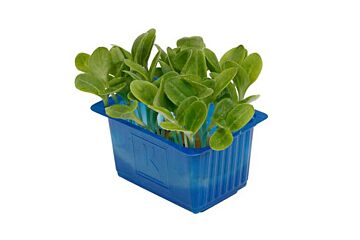 Koppert Cress Borage Cress Bakje