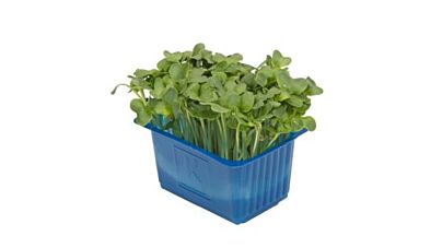 Koppert Cress Daikon Cress Solitair