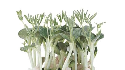 Koppert Cress Lupine Cress Solitair