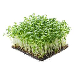 Koppert Cress Tuinkers