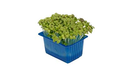 Koppert Cress Mustard Cress Solitair