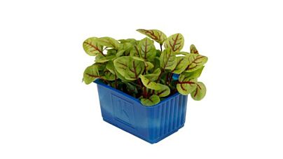 Koppert Cress Vene Cress Solitair