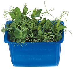 Koppert Cress Affilla Cress Bakje