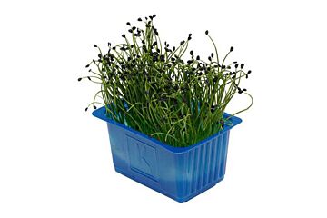 Koppert Cress Rockchives Cress Bakje