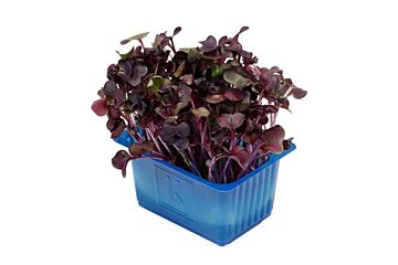 Koppert Cress Sakura Cress Bakje