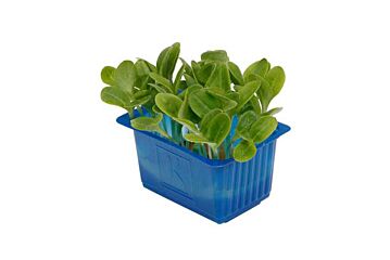 Koppert Cress Borage Cress Solitair