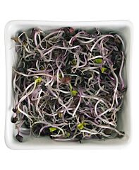 Rode Radijs Scheuten