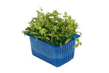 Koppert Cress Motti Cress Solitair