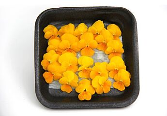 Eetbare Bloem (Viooltjes) Geel