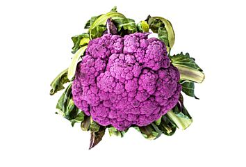  Bloemkool Paars