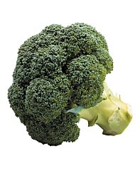  Broccoli
