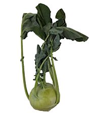  Koolrabi