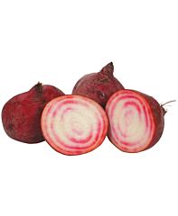  Biet Chioggia