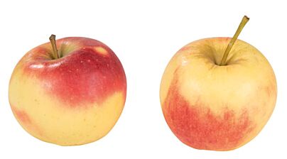  Appels Elstar Per Krat