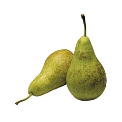  Conference  Peren Ca 1 Kg