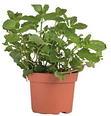  Munt Pot