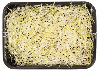  Garlic Kiemen