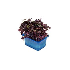 Koppert Cress Sakura Cress Solitair