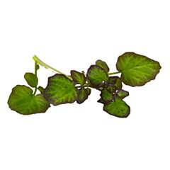 Koppert Cress Hippo Tops