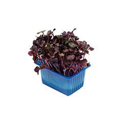 Koppert Cress Sakura Cress Bakje