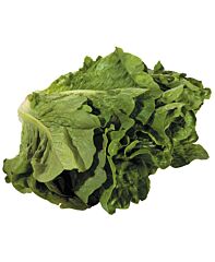  Romaine Sla