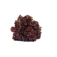  Sla Lollo Rosso Extra